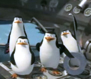 pinguini-analisti